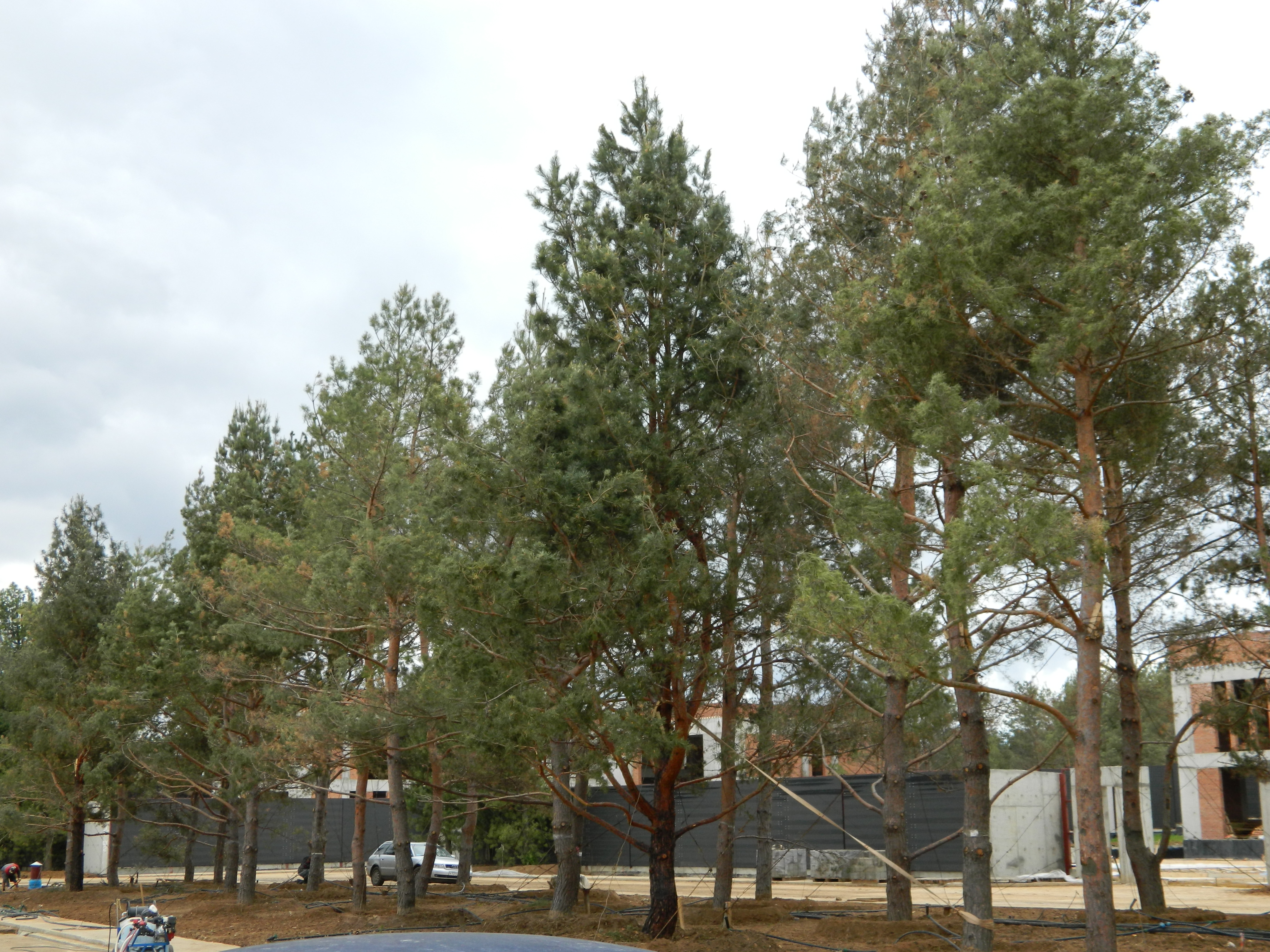 Посадка хвойных крупномеров